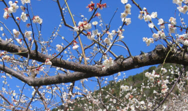 紀州の梅林と南紀白浜の旅【4日間】
