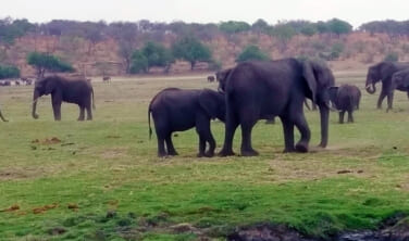 【帰国レポート】ジャカランダの季節　南部アフリカと喜望峰到達の旅　10日間