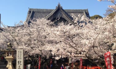 紀三井寺特別拝観と桃源郷を訪ねて【3日間】