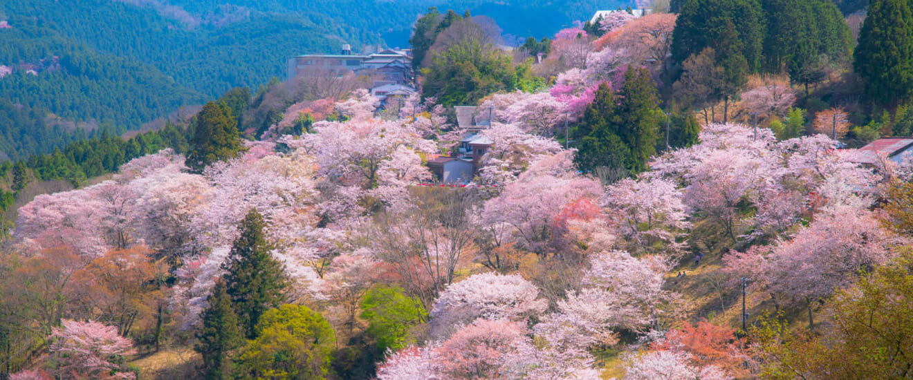 特別見学で巡る春の和歌山と吉野、高野山の旅【4日間】