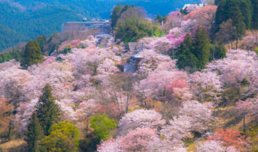 特別見学で巡る春の和歌山と吉野、高野山の旅【4日間】