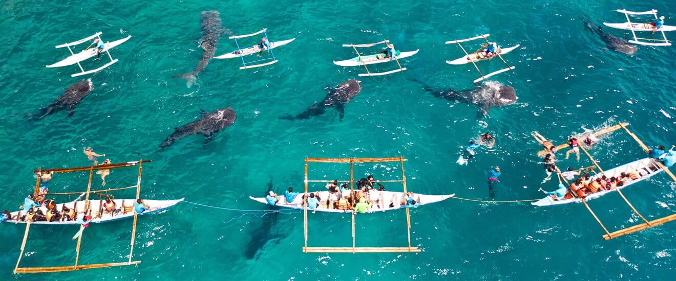 南海の大自然　セブ島とボホール島の旅【8日間】