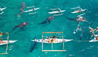 南海の大自然　セブ島とボホール島の旅【8日間】