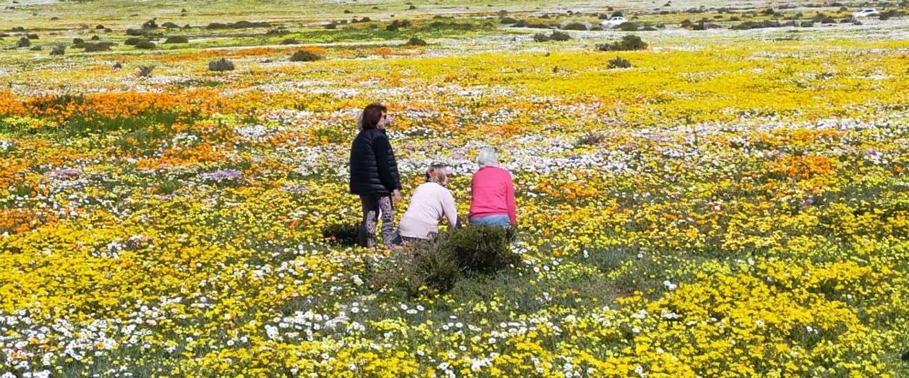 ナミブ砂漠と南アフリカの花園ナマクワランドの旅【10日間】