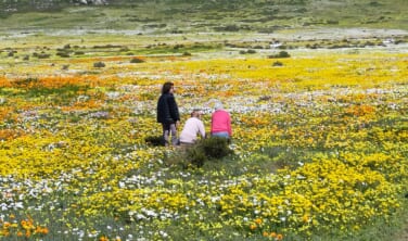 ナミブ砂漠と南アフリカの花園ナマクワランドの旅【10日間】