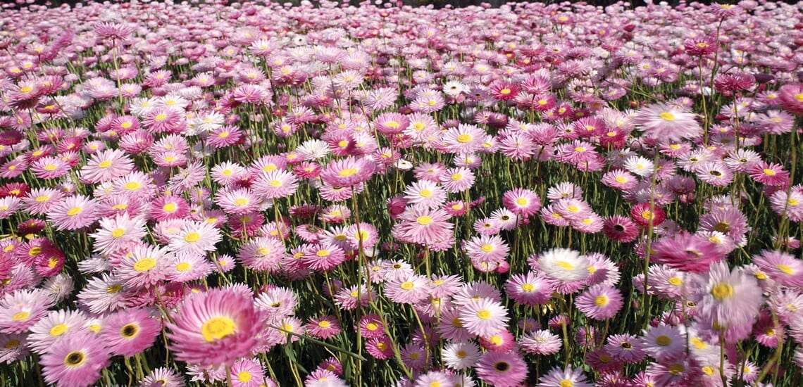 【関空・福岡発】西オーストラリア大自然とワイルドフラワー探訪の旅【9日間】