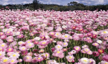 【関空・福岡発】西オーストラリア大自然とワイルドフラワー探訪の旅【9日間】