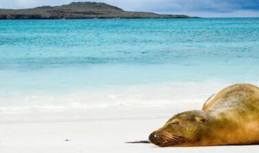 驚異の大自然ガラパゴス諸島6泊クルーズとエクアドルの旅【13日間】
