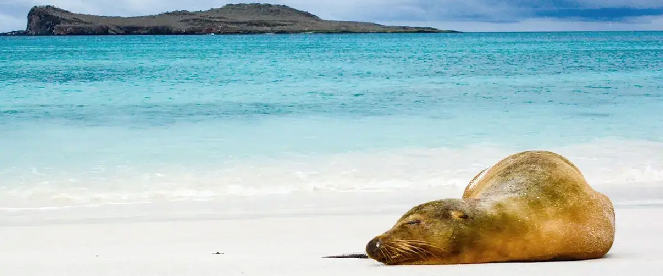 驚異の大自然ガラパゴス諸島6泊クルーズとエクアドルの旅【13日間】