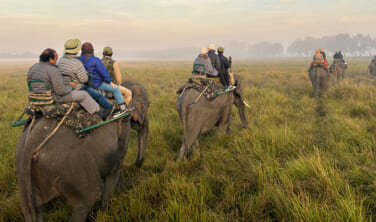 【帰国レポート】世界遺産カジランガ国立公園とブラマプトラ川の船旅　10日間