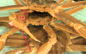 【帰着レポート】山陰 冬の味覚と足立美術館の旅