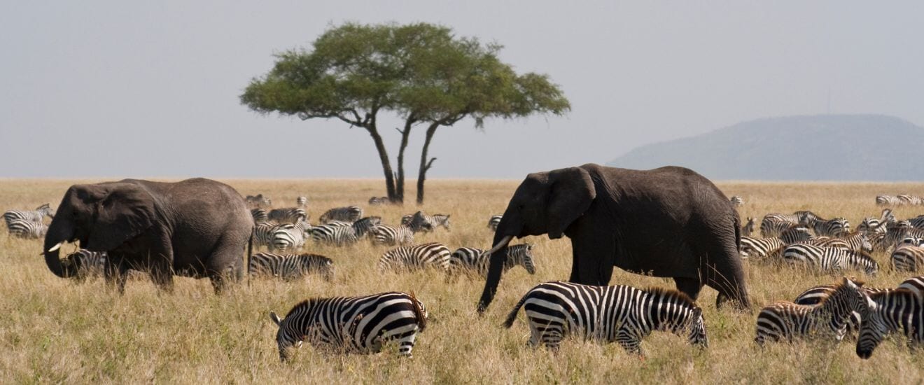 セレンゲティ国立公園と世界遺産ンゴロンゴロ自然保護区の旅【10日間】
