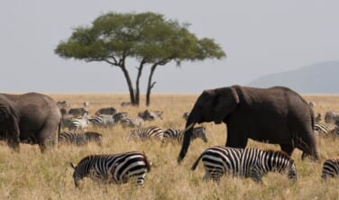 セレンゲティ国立公園と世界遺産ンゴロンゴロ自然保護区の旅【10日間】