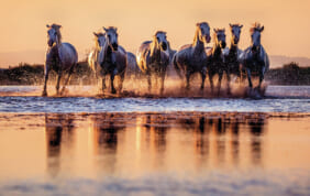 新年のご挨拶を申し上げます