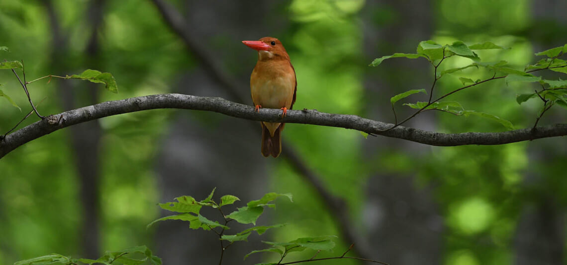 2026年3月〜7月出発　春から夏のツアーパンフレット「日本旅百景」ができました。