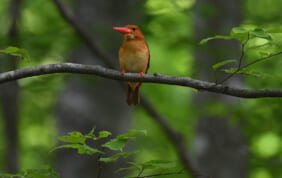2026年3月〜7月出発　春から夏のツアーパンフレット「日本旅百景」ができました。