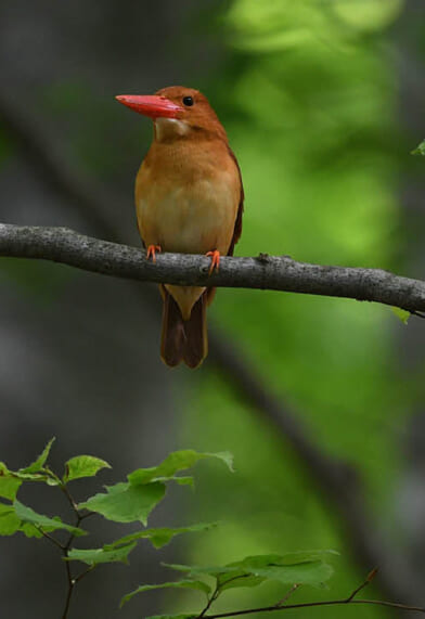 2026年3月〜7月出発　春から夏のツアーパンフレット「日本旅百景」ができました。