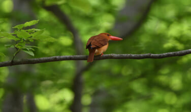 鳥取の大自然 アカショウビンの森と霊峰大山【4日間】