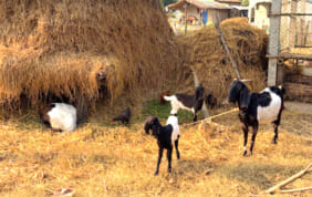 【帰国レポート】ヒマラヤ四大名峰とチトワン国立公園の旅　