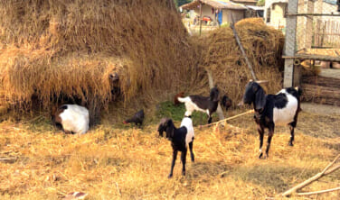 【帰国レポート】ヒマラヤ四大名峰とチトワン国立公園の旅　