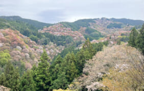 【帰着レポート】吉野の桜と宇陀・春景色