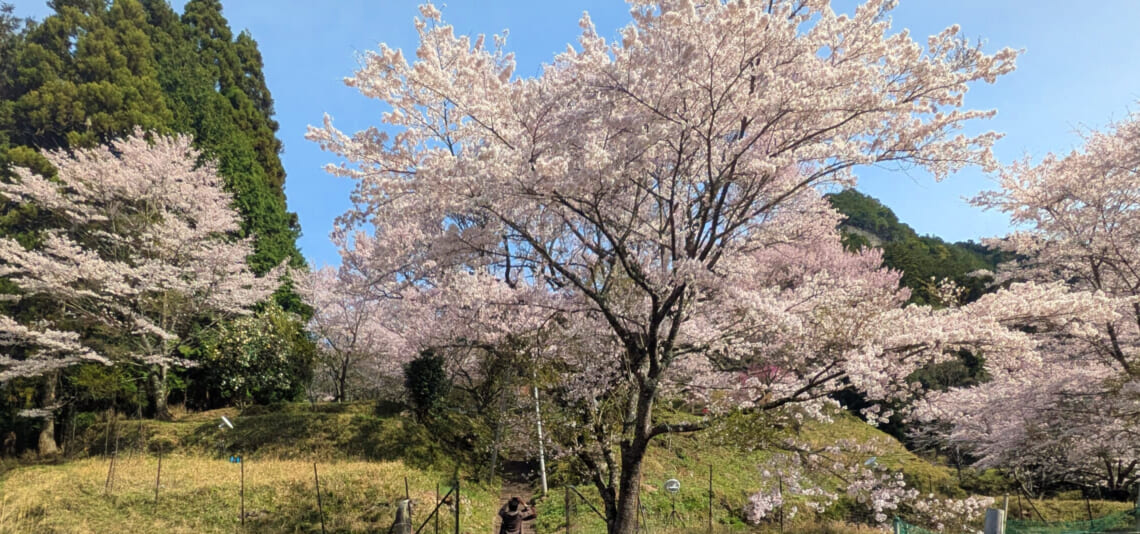 【帰着レポート】吉野の桜と宇陀・春景色　4日間