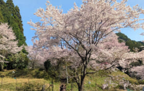 【帰着レポート】吉野の桜と宇陀・春景色　4日間