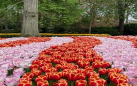 【帰国レポート】花のオランダ、ベルギーとルクセンブルクの旅　12日間