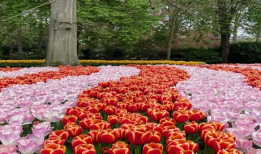 【帰国レポート】花のオランダ、ベルギーとルクセンブルクの旅　12日間