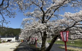 【帰着レポート】桜の津山と出雲街道・春景色