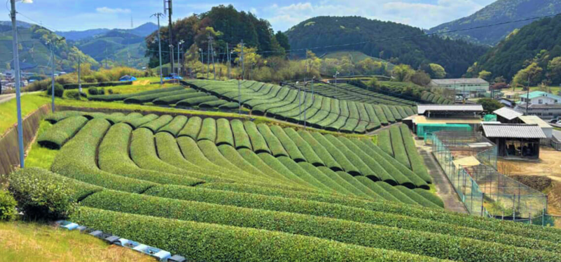 【帰着レポート】錦水亭の筍料理と宇治茶の故郷の旅