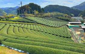 【帰着レポート】錦水亭の筍料理と宇治茶の故郷の旅