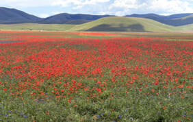 【帰国レポート】カステルッチョの花畑とトスカーナ・ウンブリアの美しい村