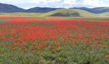 【帰国レポート】カステルッチョの花畑とトスカーナ・ウンブリアの美しい村