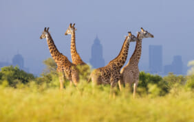【速報・注目の旅】視察を経て、来年1～3月出発のケニアの新ツアーを発表しました！