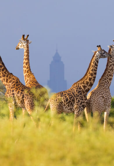 【速報・注目の旅】視察を経て、来年1～3月出発のケニアの新ツアーを発表しました！